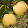 Quince Serbian Gold -Fruit Garden Shop Quince Serbian Gold 03