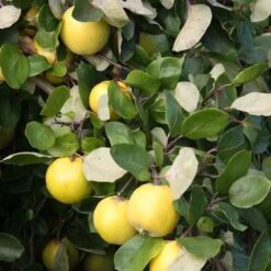 Quince Serbian Gold -Fruit Garden Shop Quince Serbian Gold 04