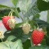 Raspberry Twotimer Sugana Red - Summer & Autumn Fruiting -Fruit Garden Shop RaspberryTwotimerSugana