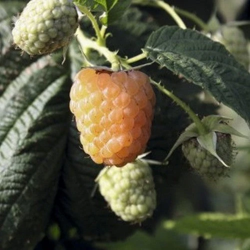 Raspberry Twotimer Sugana Yellow - Summer & Autumn Fruiting 3 Raspberry Twotimer Sugana Yellow - Summer & Autumn Fruiting