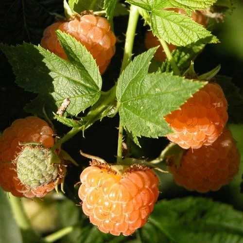 Raspberry All Gold (Fall Gold) - Autumn Fruiting 4 Raspberry All Gold (Fall Gold) - Autumn Fruiting - Image 2