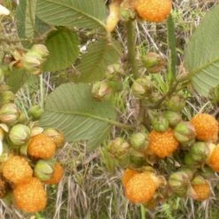 Raspberry All Gold (Fall Gold) - Autumn Fruiting 7 Raspberry All Gold (Fall Gold) - Autumn Fruiting -Fruit Garden Shop Raspberry All Gold 2