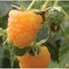 Raspberry All Gold (Fall Gold) - Autumn Fruiting -Fruit Garden Shop Raspberry All Gold 3