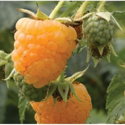 Raspberry All Gold (Fall Gold) - Autumn Fruiting 3 Raspberry All Gold (Fall Gold) - Autumn Fruiting