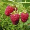 Raspberry Autumn Bliss - Autumn Fruiting -Fruit Garden Shop Raspberry Autumn Bliss xx