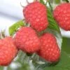 Raspberry Glen Ample - Summer Fruiting -Fruit Garden Shop Raspberry Glen Ample 2