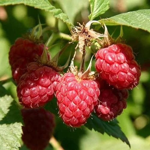 Raspberry Malling Jewel - Summer Fruiting 4 Raspberry Malling Jewel - Summer Fruiting - Image 2