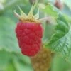 Raspberry Malling Leo - Summer Fruiting -Fruit Garden Shop Raspberry Malling Leo 2 X