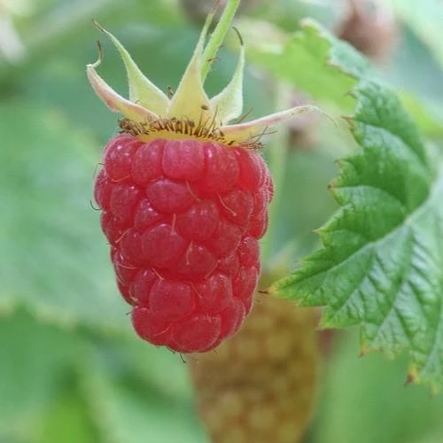 Raspberry Malling Leo - Summer Fruiting 3 Raspberry Malling Leo - Summer Fruiting