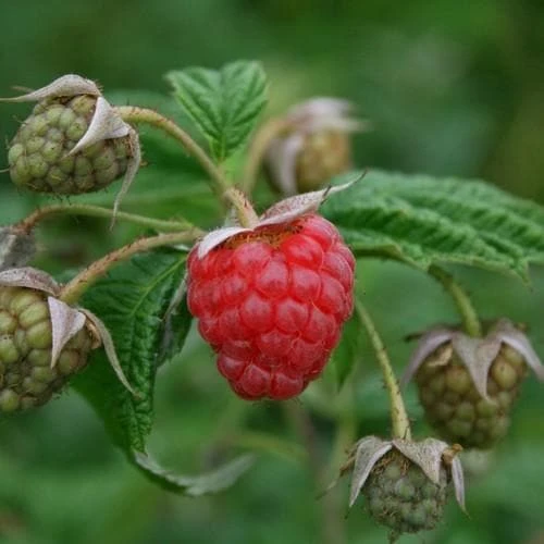 Raspberry Malling Jewel - Summer Fruiting 3 Raspberry Malling Jewel - Summer Fruiting