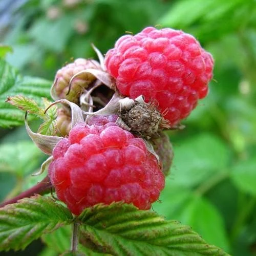 Raspberry Malling Leo - Summer Fruiting 4 Raspberry Malling Leo - Summer Fruiting - Image 2