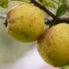 Apple Rawley's Seedling -Fruit Garden Shop Rawley s Seedling A02