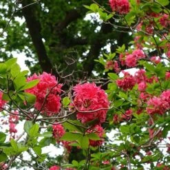 Azalea Mollis Homebush -Fruit Garden Shop Rhododendron Homebush 03