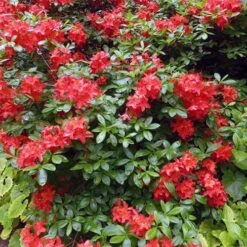 Azalea Mollis Satan -Fruit Garden Shop Rhododendron Satan 01