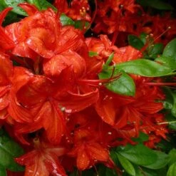 Azalea Mollis Satan -Fruit Garden Shop Rhododendron Satan 02