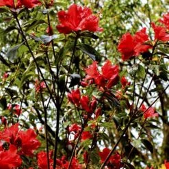 Azalea Mollis Satan -Fruit Garden Shop Rhododendron Satan 04
