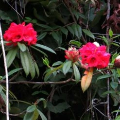 Rhododendron Arboreum -Fruit Garden Shop Rhododendron arboreum 05