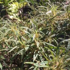 Rhododendron Stenopetalum Linearifolium -Fruit Garden Shop Rhododendron stenopetalum Linearifolium 01