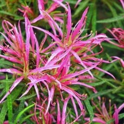 Rhododendron Stenopetalum Linearifolium -Fruit Garden Shop Rhododendron stenopetalum Linearifolium 06