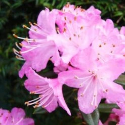 Rhododendron Pintail -Fruit Garden Shop Rhododendron Pintail02