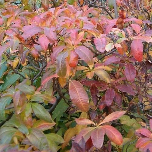 Azalea (Rhododendron) Luteum 4 Azalea (Rhododendron) Luteum - Image 3