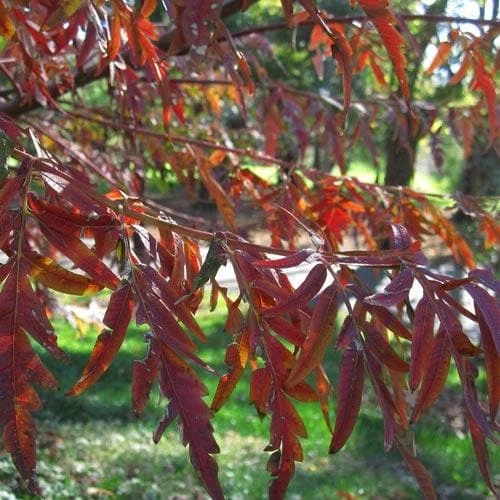 Rhus Glabra Laciniata 5 Rhus Glabra Laciniata - Image 3