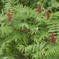 Rhus Glabra Laciniata 13 Rhus Glabra Laciniata -Fruit Garden Shop Rhus glabra Laciniata 03