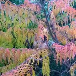 Rhus Glabra Laciniata 15 Rhus Glabra Laciniata -Fruit Garden Shop Rhus glabra Laciniata 05