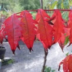 Rhus Typhina -Fruit Garden Shop Rhus typhina 1