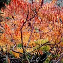 Rhus Typhina Dissecta (Laciniata) -Fruit Garden Shop Rhus typhina Dissecta04