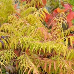 Rhus Typhina Dissecta (Laciniata) -Fruit Garden Shop Rhus typhina Dissecta06