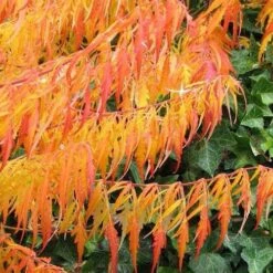 Rhus Typhina Dissecta (Laciniata) -Fruit Garden Shop Rhus typhina Dissecta07