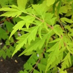 Fruit Garden Shop -Fruit Garden Shop Rhus typhina Dissecta FF
