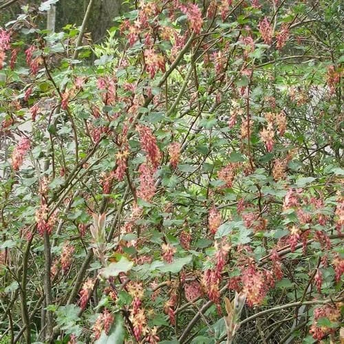 Ribes X Gordonianum 4 Ribes X Gordonianum - Image 2