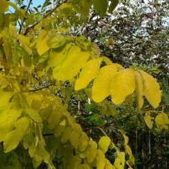 Robinia Pseudoacacia Frisia - Golden Robinia -Fruit Garden Shop Robinia pseuoaccaia frisia
