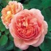 Rosa Auscot (Abraham Darby) - David Austin Rose -Fruit Garden Shop Rosa Abraham Darby
