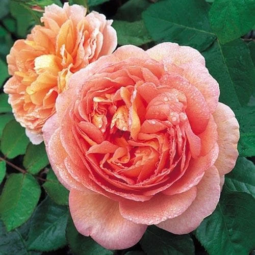 Rosa Auscot (Abraham Darby) - David Austin Rose 3 Rosa Auscot (Abraham Darby) - David Austin Rose