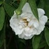Rosa Alba Maxima - Old Shrub Rose -Fruit Garden Shop Rosa Alba Maxima 1