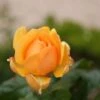 Rosa Amber Queen - Floribunda Shrub Rose -Fruit Garden Shop Rosa Amber Queen 1