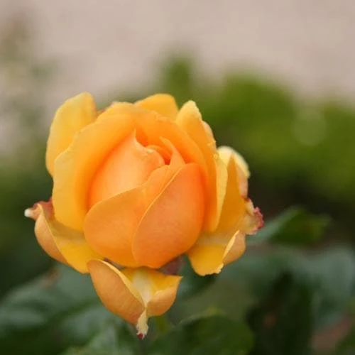 Rosa Amber Queen - Floribunda Shrub Rose 3 Rosa Amber Queen - Floribunda Shrub Rose