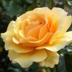 Rosa Amber Queen - Floribunda Shrub Rose 7 Rosa Amber Queen - Floribunda Shrub Rose -Fruit Garden Shop Rosa Amber Queen 2