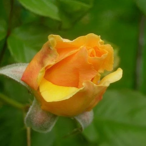 Rosa Amber Queen - Floribunda Shrub Rose 5 Rosa Amber Queen - Floribunda Shrub Rose - Image 3