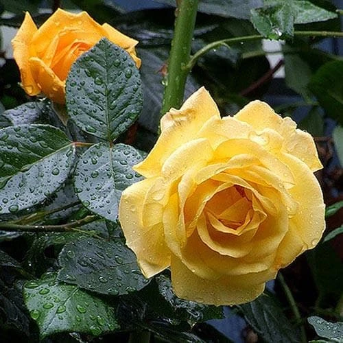 Rosa Arthur Bell - Floribunda Climbing Rose 6 Rosa Arthur Bell - Floribunda Climbing Rose - Image 4