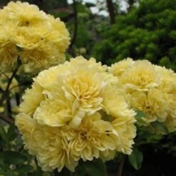 Rosa Banksiae Lutea - Rambling Rose -Fruit Garden Shop Rosa Banksiae Lutea 3