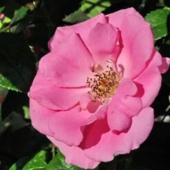 Rosa Bantry Bay - Climbing Rose -Fruit Garden Shop Rosa Bantry Bay 4