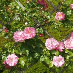 Rosa Bantry Bay - Climbing Rose -Fruit Garden Shop Rosa Bantry Bay 5