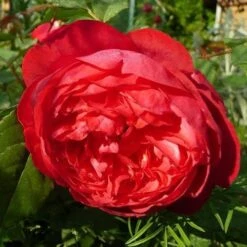 Rosa Benjamin Britten - David Austin Shrub Rose -Fruit Garden Shop Rosa Benjamin Britten 2