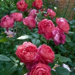 Rosa Benjamin Britten - David Austin Shrub Rose -Fruit Garden Shop Rosa Benjamin Britten 7