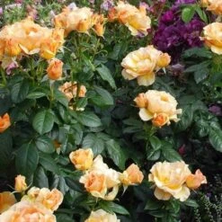 Rosa Easy Going - Floribunda Shrub Rose -Fruit Garden Shop Rosa Easy Going 04