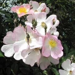 Rosa Francis E. Lester - Rambling Rose 11 Rosa Francis E. Lester - Rambling Rose -Fruit Garden Shop Rosa Francis E Lester 5